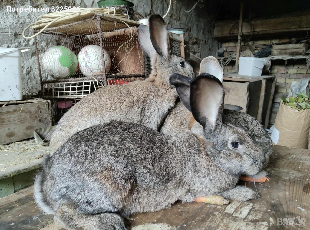 Зайци, снимка 1