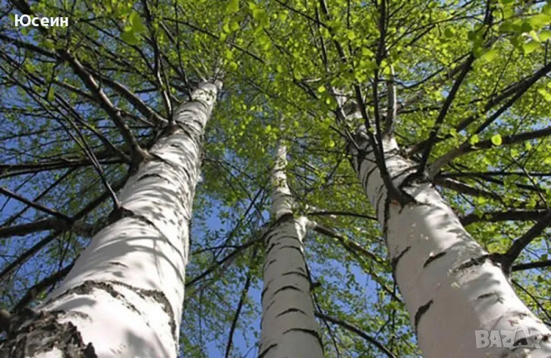 Фиданки от бяла бреза, снимка 1