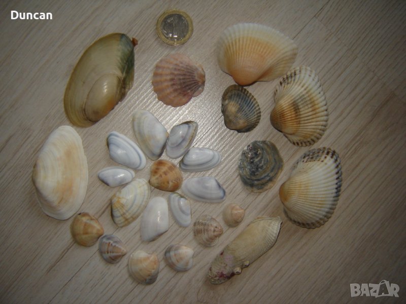 Мидички, снимка 1