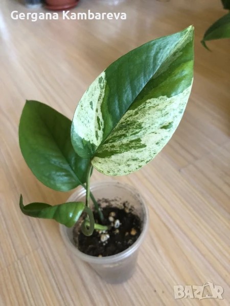 Epipremnum pinnatum Marble variegated , снимка 1