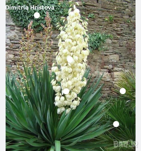 Промоция /Юка градинска, снимка 1