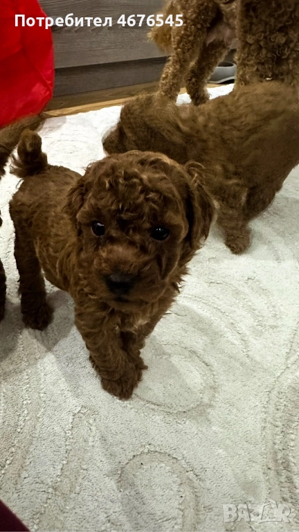 Той пудел Toy poodle, снимка 1