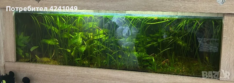 Аквариум , снимка 1