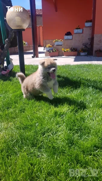 Акита Ину Японска , снимка 1