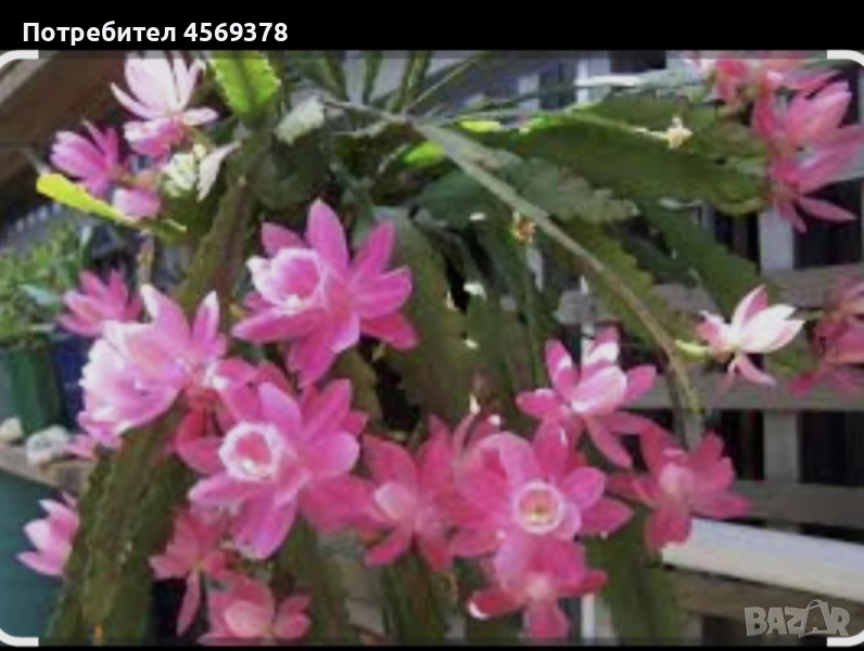 Епифилиум , снимка 1