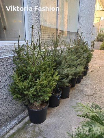 коледна елха, снимка 2 - Градински цветя и растения - 52796988