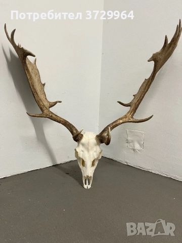 Много Красив трофей от Елен лопатар, снимка 3 - Други - 50469812