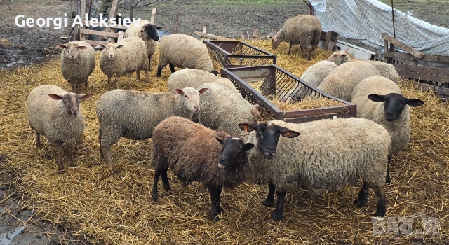 Овце от месодайни породи, снимка 8 - Овце - 53749231