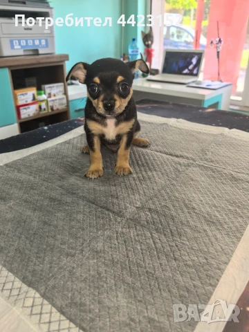 Шепичка любов❤️❤️❤️, снимка 1