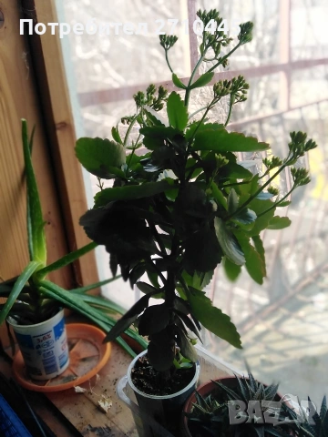 Каланхое, голямо