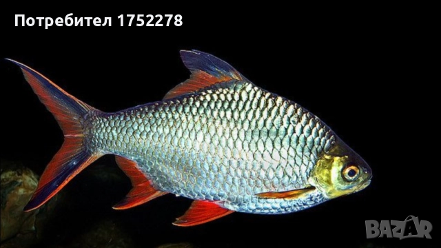 Bardo tinfoil tamanho 15+ см. 80лв.