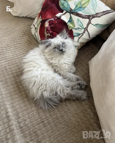 Мъжки котарак за Разплод, снимка 7 - Други - 55964066