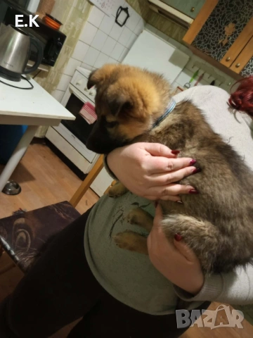 Немска овчарка женска , снимка 4 - Немска овчарка - 52876986