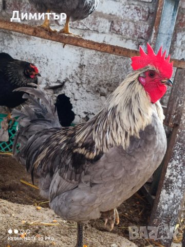 Разплодни яйца от Шведски Исбар , снимка 8 - други­ - 31902849