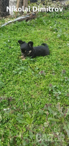 Момиче чихуа дългокосместо, снимка 4 - Чихуахуа - 53539843