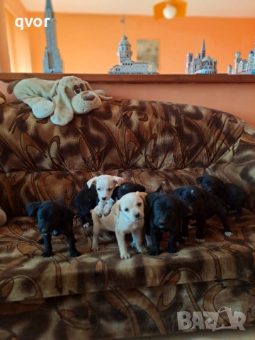 Продавам лабрадори, снимка 5 - Лабрадор ретривър - 53494683