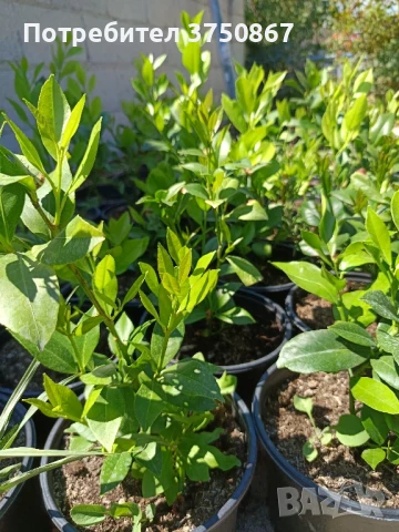 🌿🍋 Лимон – сорт с история над 100 
години