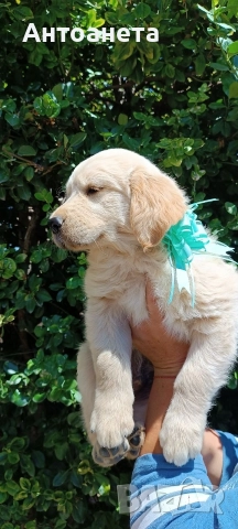 Бебета Голдън ретривър , снимка 4 - Голдън ретривър - 52372675