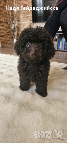 Пудел! Мини! , снимка 2 - Пудели - 52668342