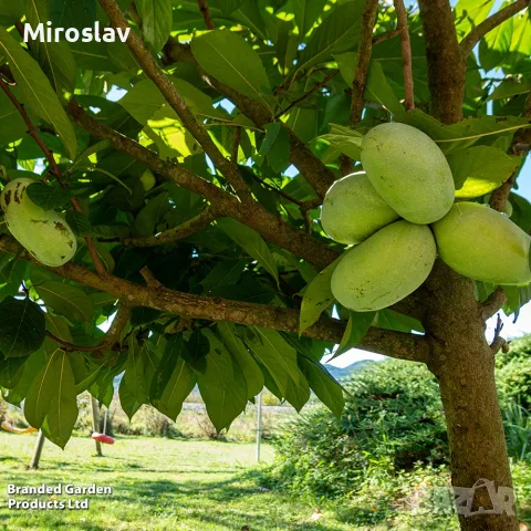Индиански Банан /(Пау Пау), снимка 5 - Градински цветя и растения - 56327453