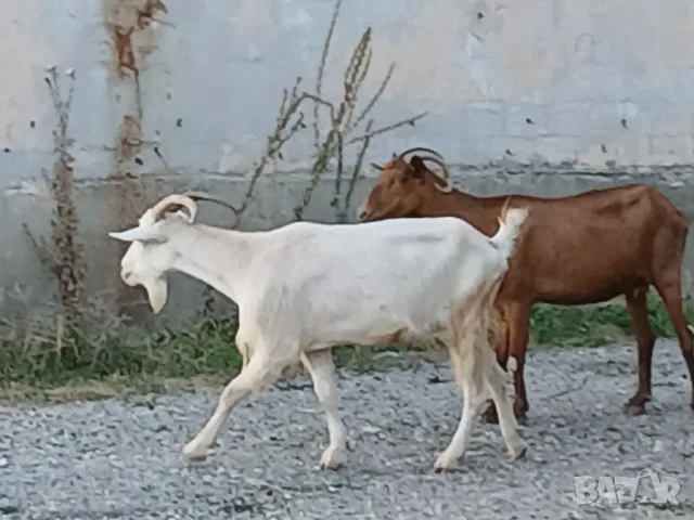 Предлагам две млади кози и един пръч. , снимка 3 - Кози - 55824631