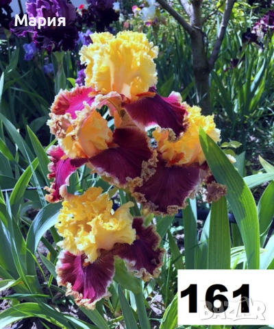 Сортови вискоки ириси /брадати ириси, снимка 14 - Градински цветя и растения - 51459166