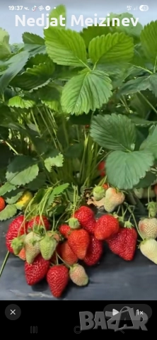 Ягоди сорт Флоренция, снимка 4 - Разсади - 52894110