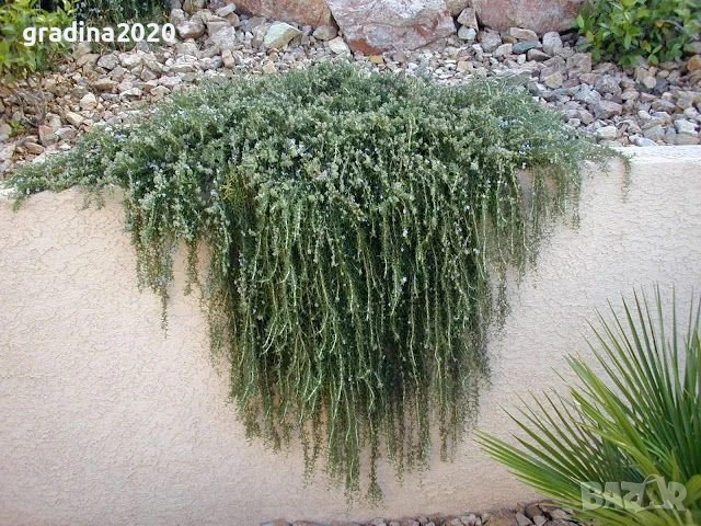 Розмарин Каскаден - Rosmarinus officinalis prostrata, снимка 5 - Разсади - 51360282