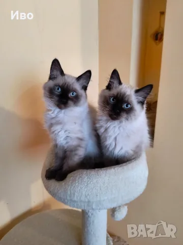 Котета Регдол / Ragdoll