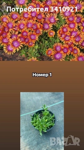 Делосперма 7 цвята, снимка 7 - Градински цветя и растения - 53849022