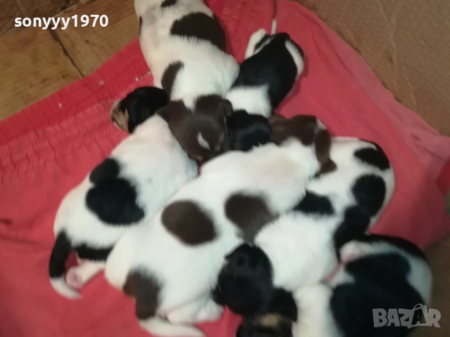 ДЖАК РЪСЕЛ-250ЛВ ЗА СЛАДКО КУТРЕ ПО ИЗБОР 2708251900, снимка 5 - Джак ръсел териер - 51513731