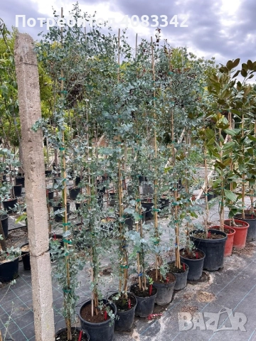 Евкалипт Студоустойчив , снимка 2 - Градински цветя и растения - 50375451