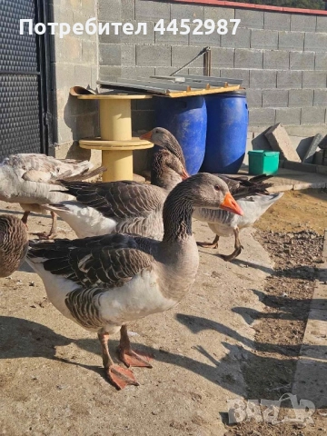 Гъски и патки, снимка 7 - Патици и гъски - 52509304
