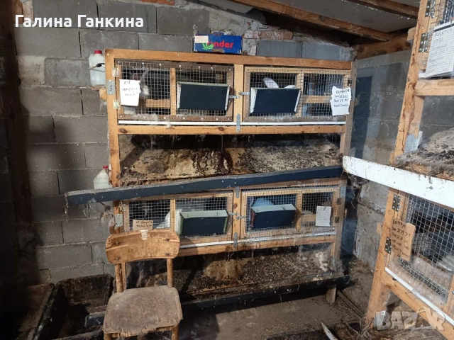 Заешко месо , снимка 8 - Други животни - 53204862