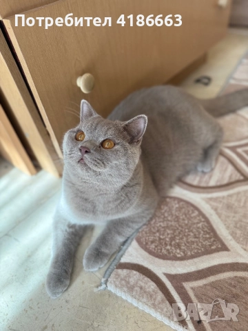 Британска късокосместа цвят люляк за разплод , снимка 10 - Британска късокосместа - 52412010