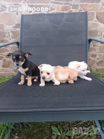 Малки пинчерчета, снимка 5 - Пинчер - 52975157