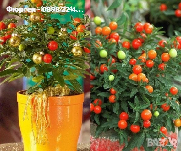 Соланум, снимка 3 - Разсади - 42896125