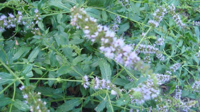 Джоджен, гьозум Mentha spicata), снимка 1 - Градински цветя и растения - 41767487