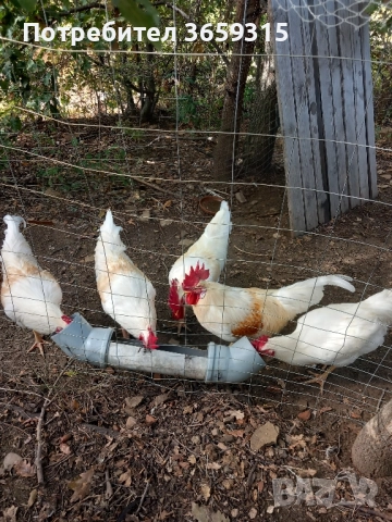 Петлета 6месечни, снимка 2 - Кокошки и пуйки - 52068630