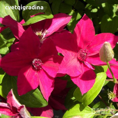 Clematis Perida (Клематис Перида), снимка 1 - Градински цветя и растения - 41429266