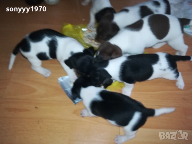 ДЖАК РЪСЕЛ 250ЛВ ЗА КУТРЕ 2509251343, снимка 12 - Джак ръсел териер - 51834098