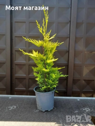 Купарис - Лейланди /gold rider, снимка 4 - Градински цветя и растения - 53649883