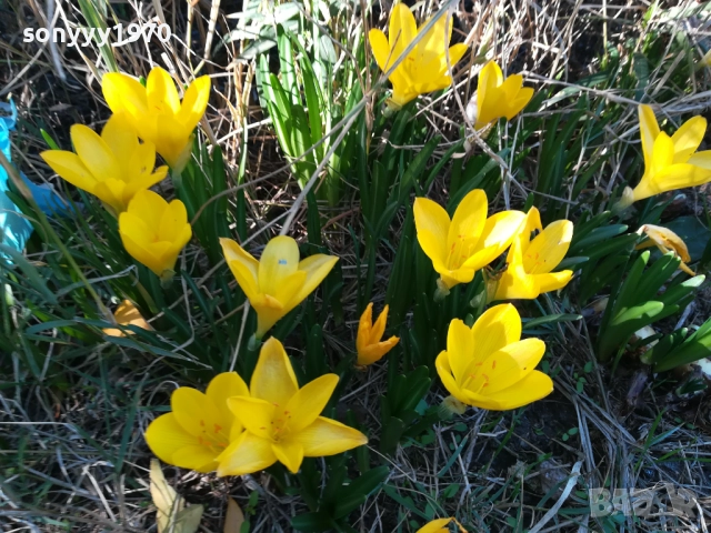 ГРЪМ ОТ ГРАДИНСКИ ЦВЕТЯ ЗА ЦЯЛА ЛЕХА 25ЛВ 1910251933, снимка 12 - Градински цветя и растения - 52109825