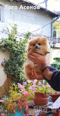 Мини померанче, снимка 5 - Померан - 52446646