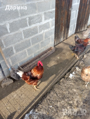 Гъски и пуйки, снимка 6 - Кокошки и пуйки - 53354727