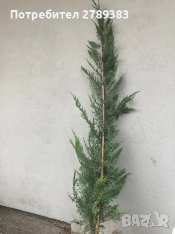 Лейланди кипарис, снимка 5 - Градински цветя и растения - 53071226