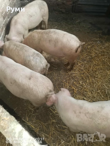 Продавам прасенца, снимка 6 - Прасета - 52955809