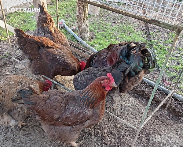 Разподни яйца , снимка 2 - Кокошки и пуйки - 53142090