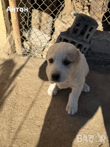 Алабай (Средно Азиатска овчарка), снимка 11 - Алабай - 52940508