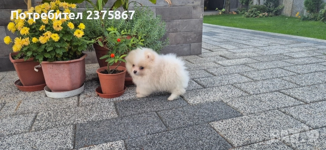 Мъжко померанче,померан, снимка 7 - Померан - 52774921